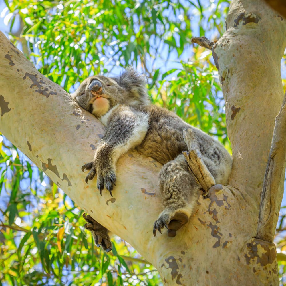 Australia