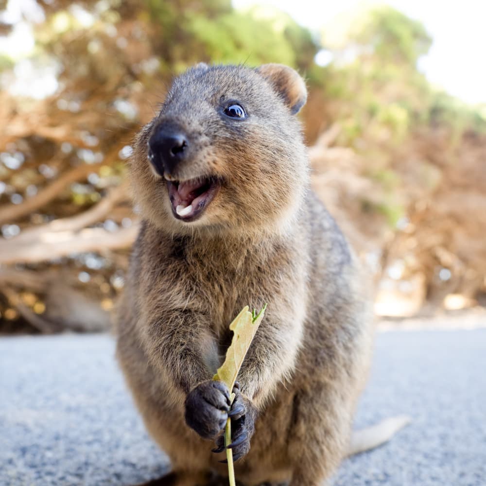 Western Australia